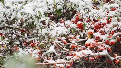 4K北方冬天冬青树果子上飘雪实拍视频视频的预览图